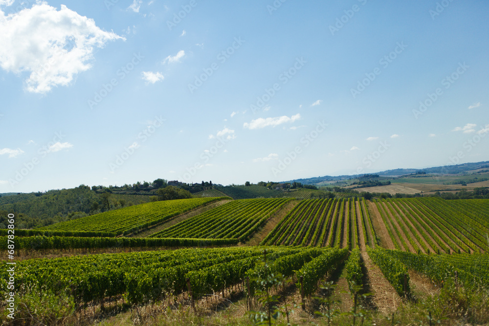 rows of Sangiovese grapes in Tuscany, Italy