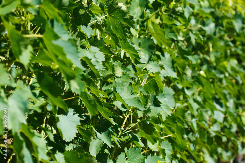 closeup background of grapes in Tuscany, Italy closeup background of grapes in Tuscany, Italy