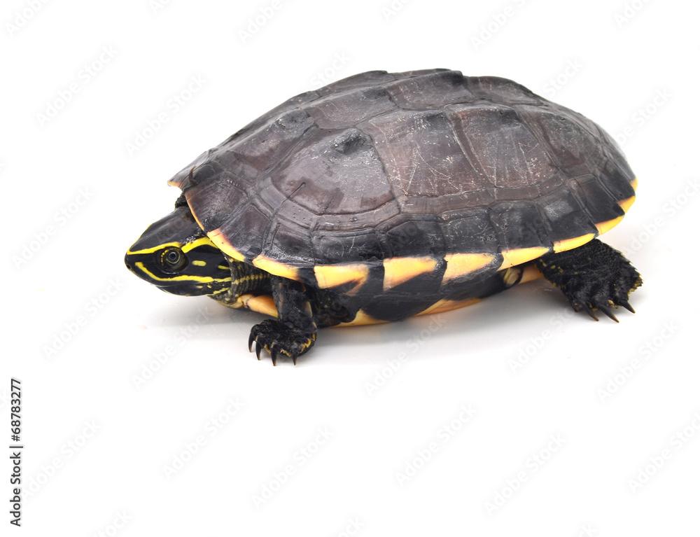 turtle turtle