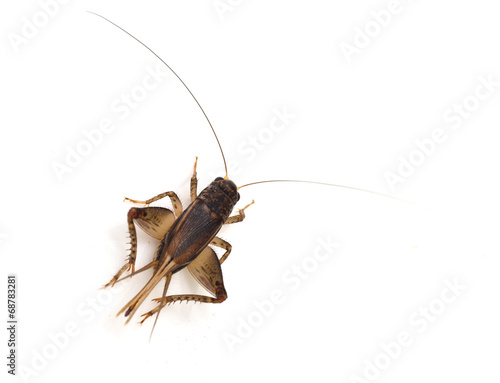Cricket (Gryllus)