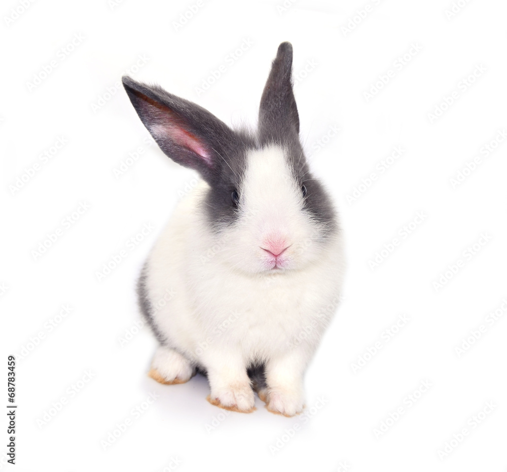 Obraz premium rabbit