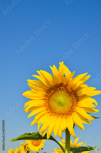 sun flower © Visanuwit