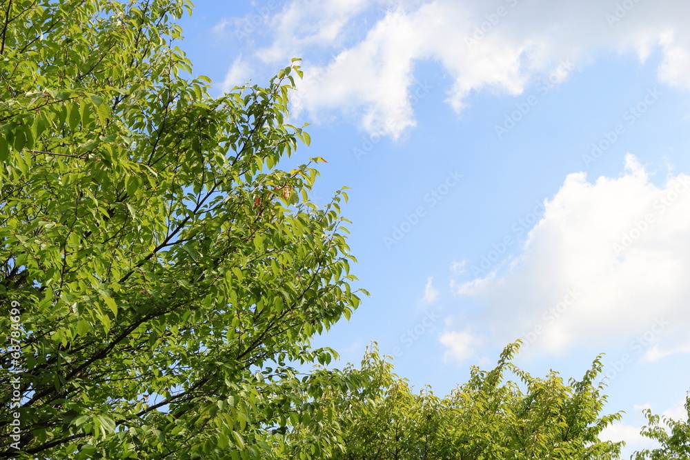 桜の木と夏の空 Stock 写真 | Adobe Stock