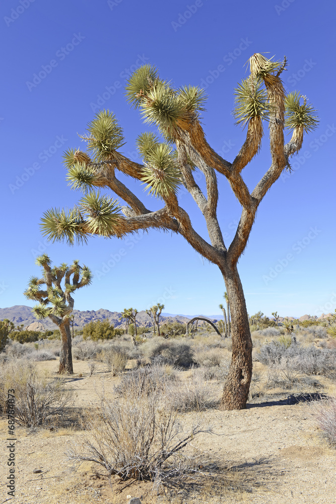 Joshua Trees in Joshua Tree National Park, California Joshua Trees in Joshua Tree National Park, California