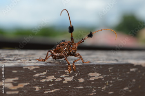 Bug in Asia © benhammad