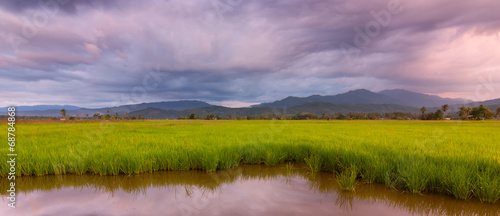 Paddy field on a gloomy day in Sabah Malaysia Borneo