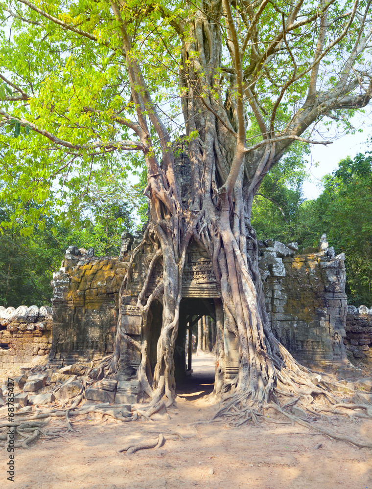 Naklejka premium Tropical tree on Ta Som, Angkor wat in Siem Reap,Cambodia