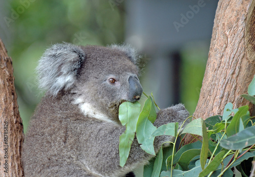 Canvas Print Koala feeding on Eucalyptus leaves, Australia