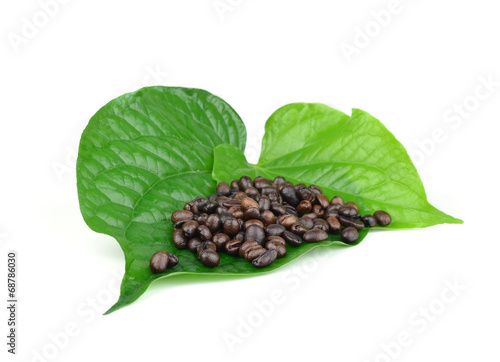 Coffee Beans leaf
