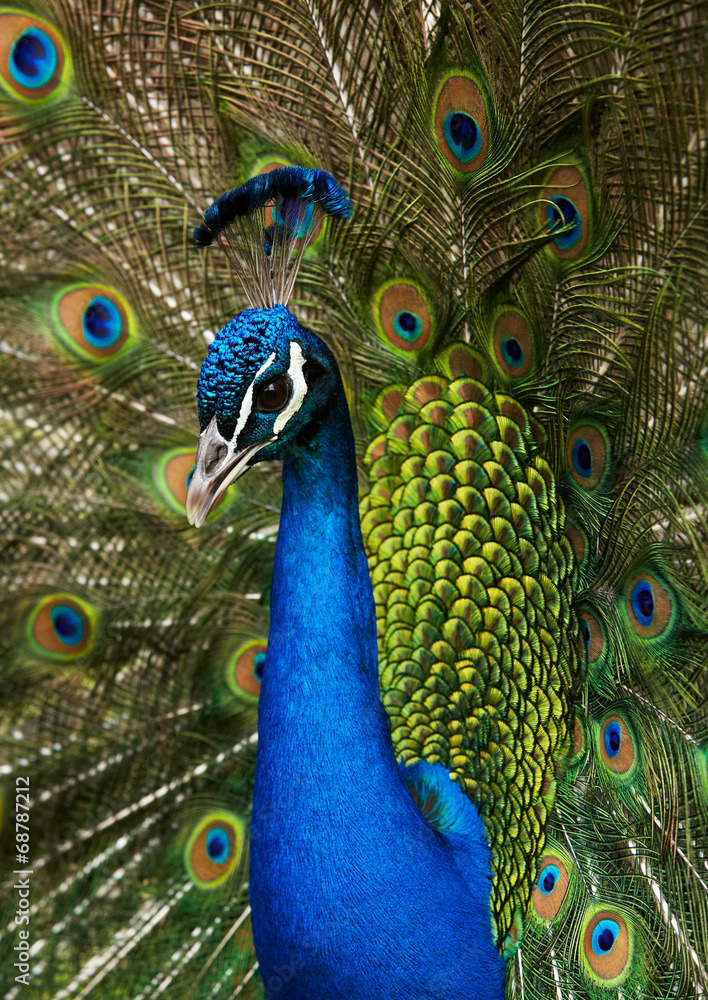 Fototapeta premium Peacock