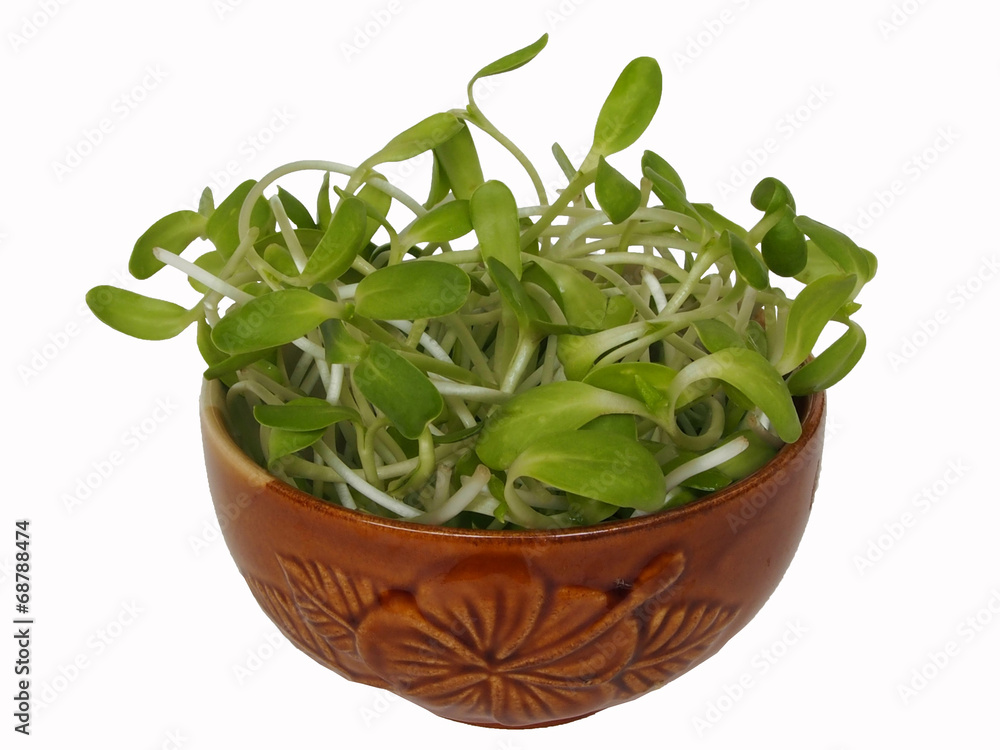 Sunflower sprouts