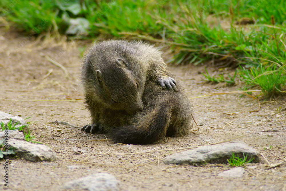Obraz premium Cucciolo di marmotta si pulisce su sentiero
