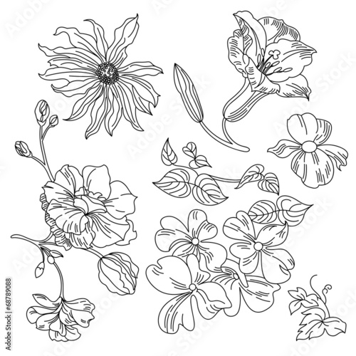 Fototapeta Naklejka Na Ścianę i Meble -  Flowers Collection