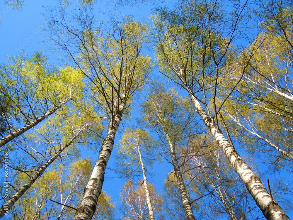 Obraz premium Springtide - blue sky and flourishing birch grove