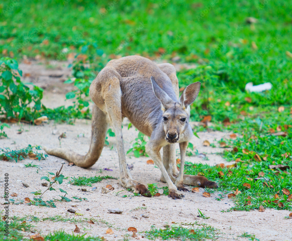 Red kangaroo or bennet's wallaby Red kangaroo or bennet's wallaby
