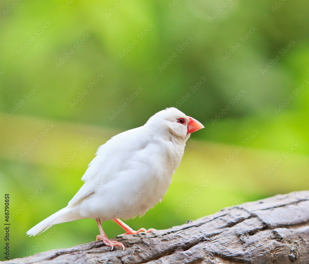 Obraz premium Small birds