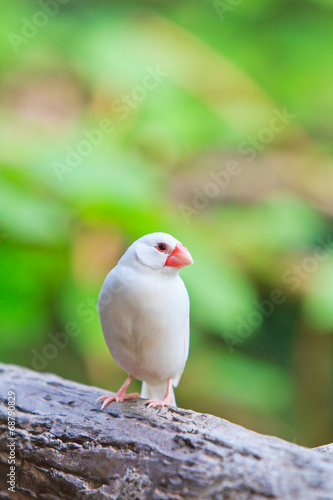 Small birds
