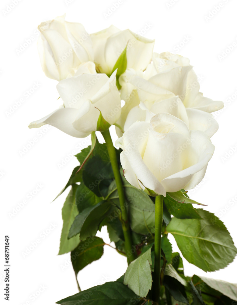 Obraz premium Bouquet of beautiful roses isolated on white
