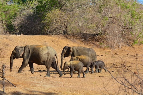 troupeau éléphants sri lanka yala