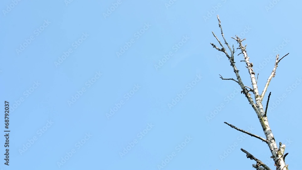 dry tree (branch) - blue sky