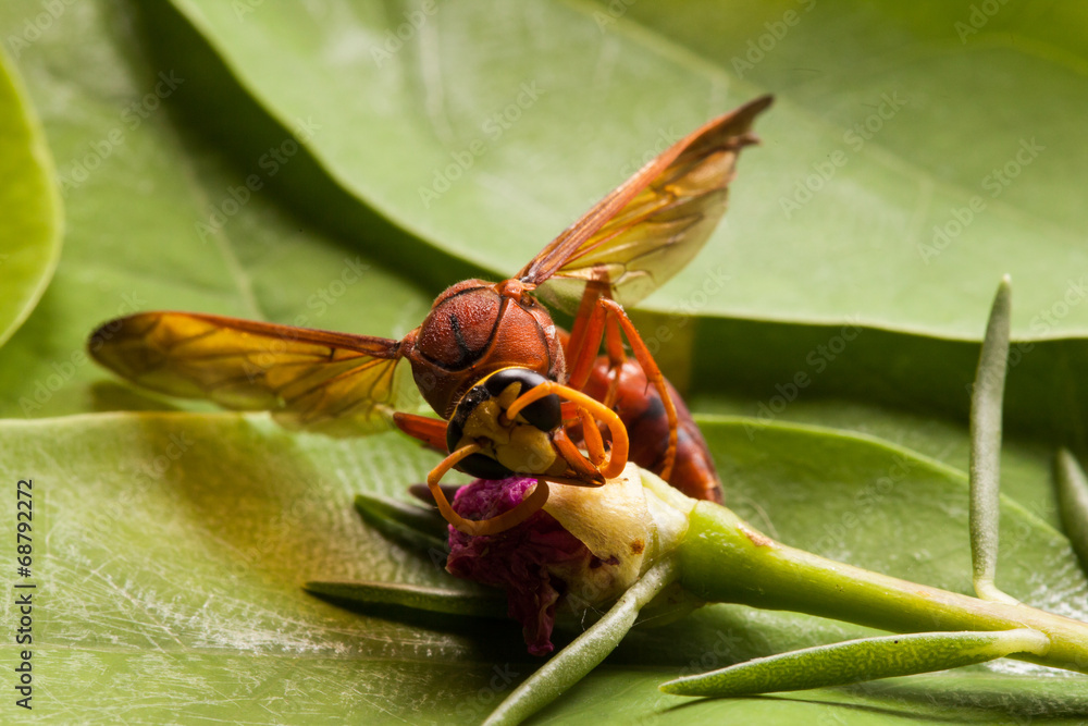 Naklejka premium Wasp insect.