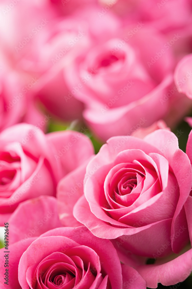 beautiful pink rose flowers background beautiful pink rose flowers background