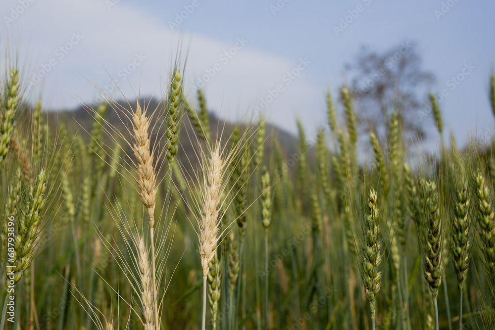 Wheat field in Chiang Mai, Thailand Wheat field in Chiang Mai, Thailand
