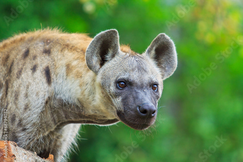 Hyena