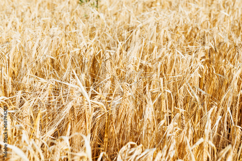 Wheat - Close up of a wheat field. Wheat - Close up of a wheat field.