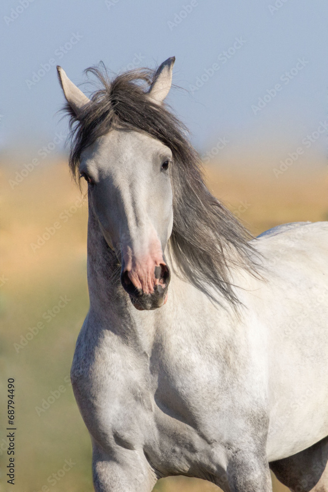 Portarait of grey horse in motion