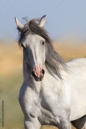 Portarait of grey horse in motion