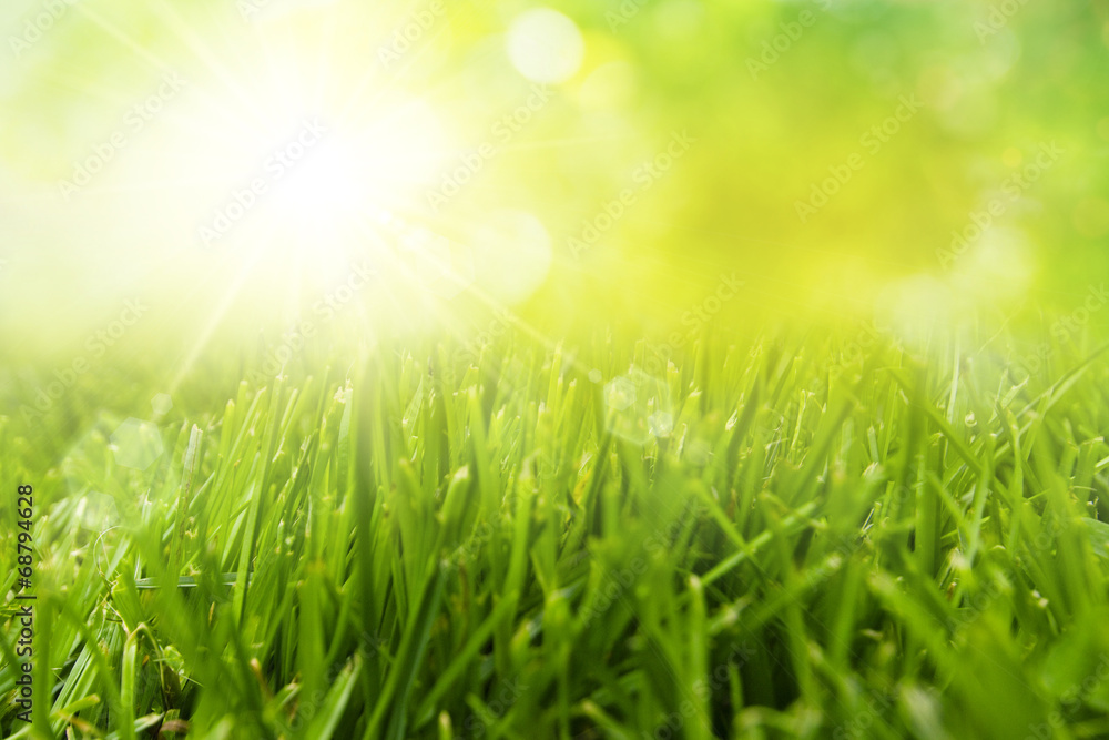 freshness grass field with sunlight