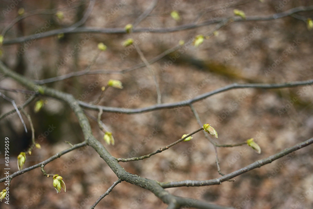 first leaves of spring branches background first leaves of spring branches background