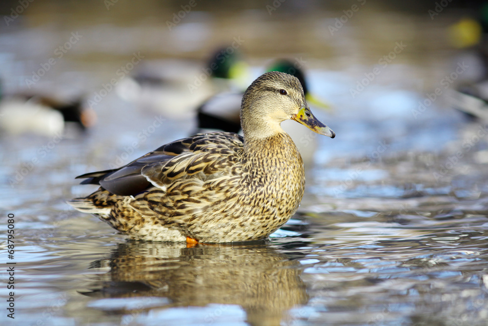 mallard duck on the river mallard duck on the river