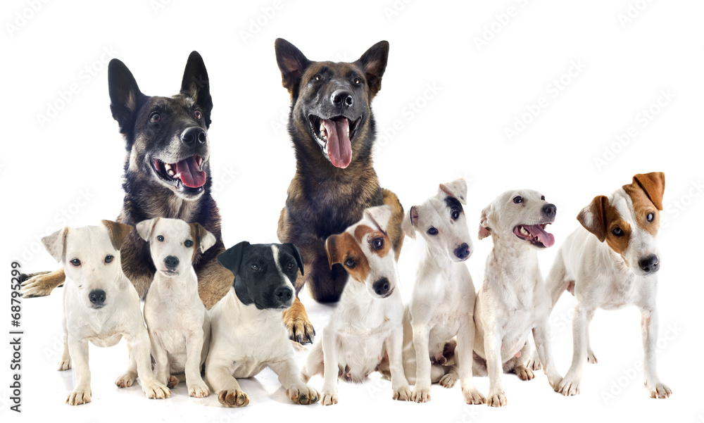 group of jack russel terrier and malinois