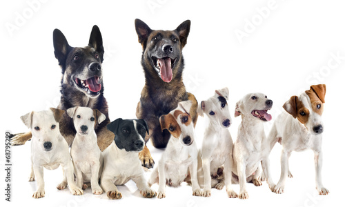 group of jack russel terrier and malinois