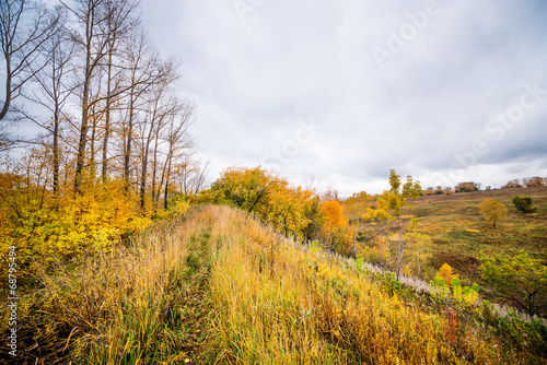 Autumn forest view