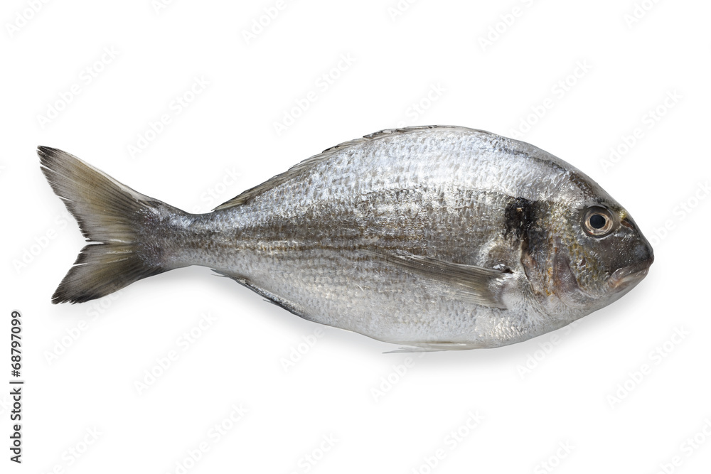 Dorado fish isolated on white background with path Dorado fish isolated on white background with path