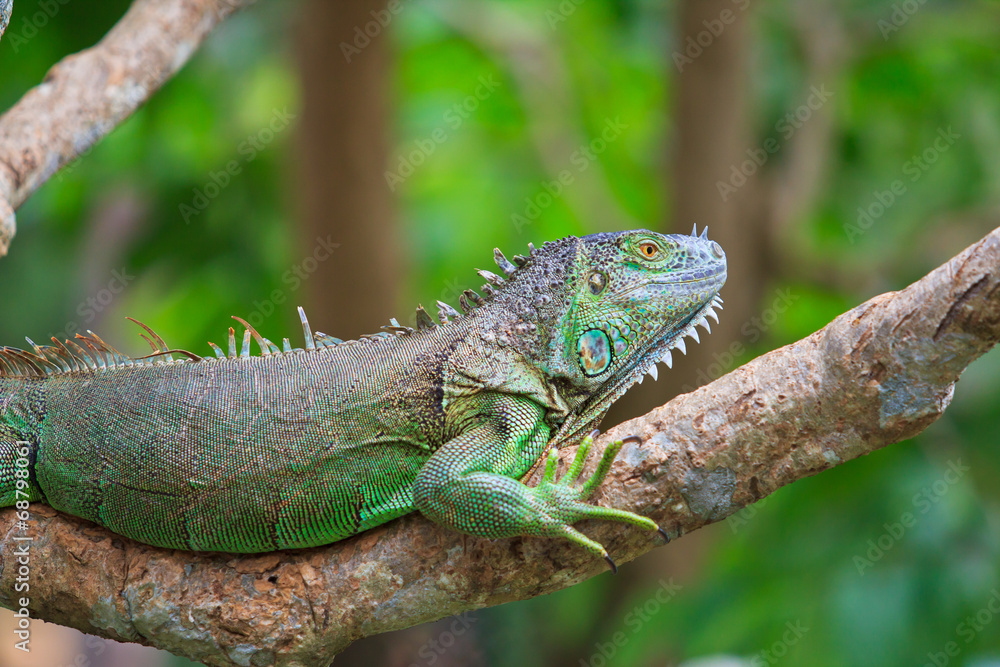 Fototapeta premium Green Iguana