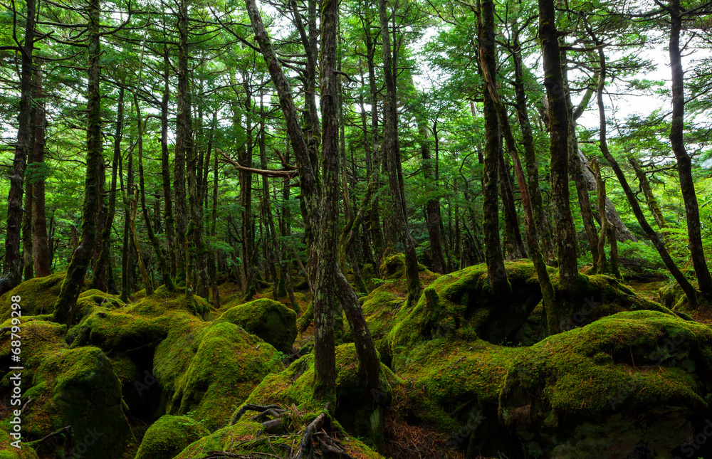 Naklejka premium 原生林 八ヶ岳