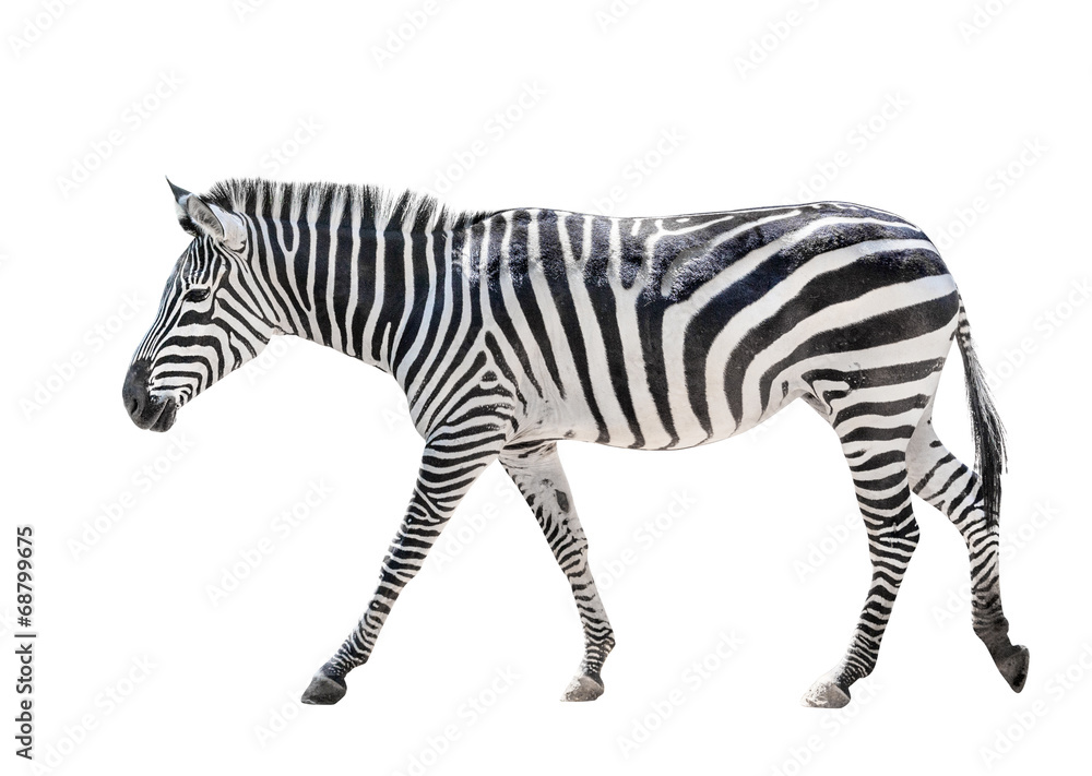 Zebra isolated on white - obrazy, fototapety, plakaty 
