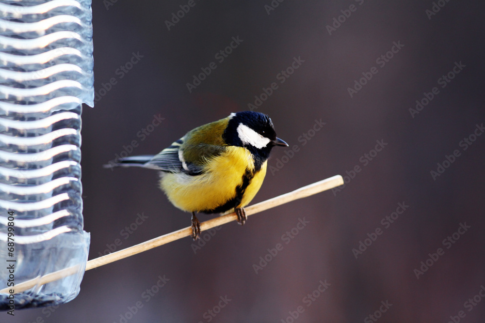 Fototapeta premium tit