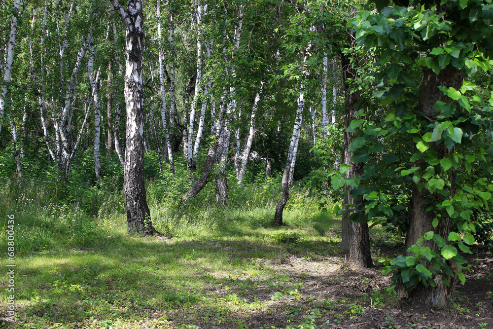 Obraz premium Summer landscape. Birch grove