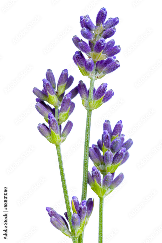 Fototapeta premium Lavender Flowers