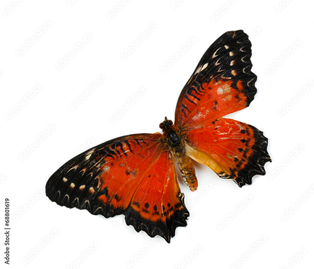 Naklejka premium Beautiful butterfly, isolated on white