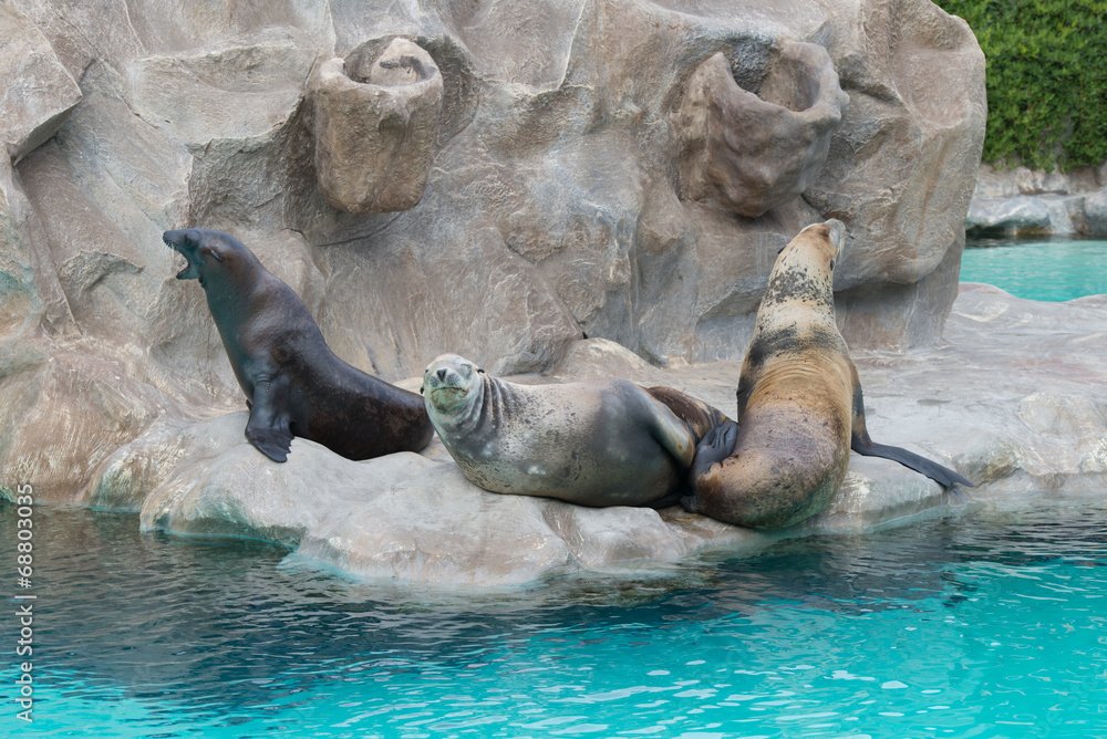 Fototapeta premium Fur seals