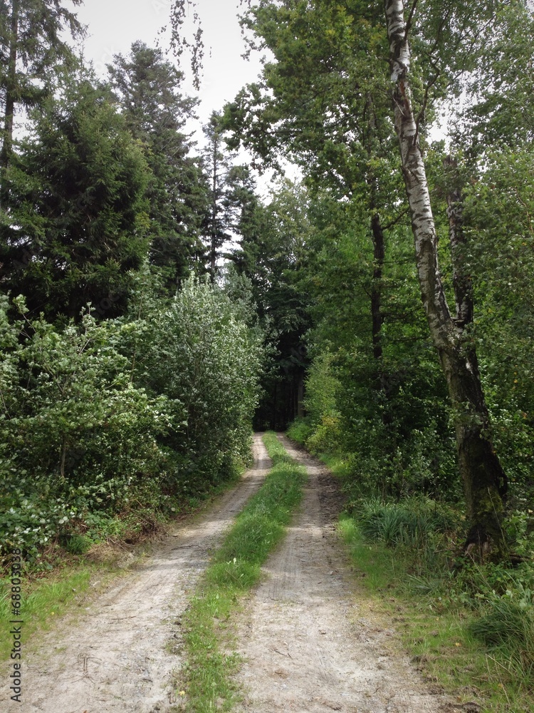 Fototapeta premium Forstweg