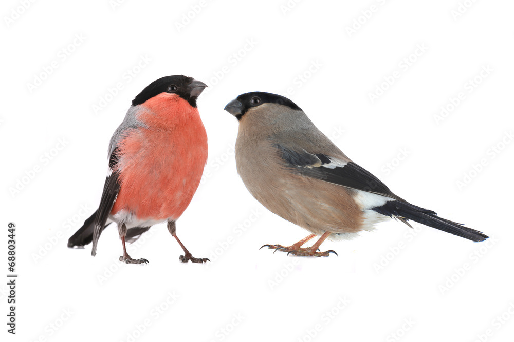 female bullfinch