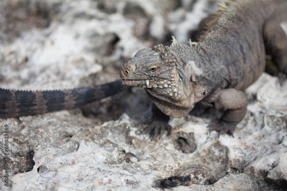 Marine iguana Marine iguana