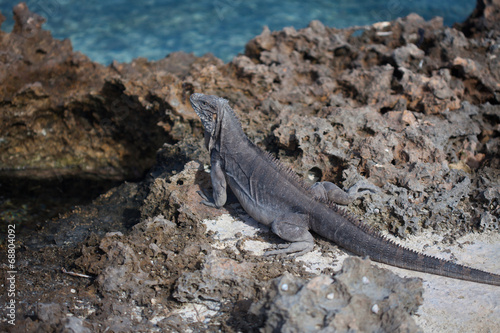 Marine iguana